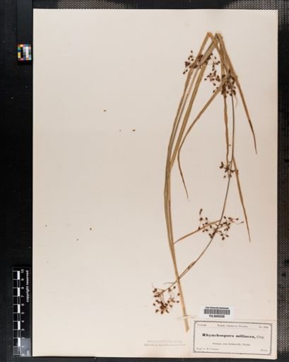 Rhynchospora