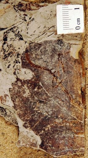 Zizyphoides flabella