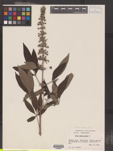 Vitex agnus-castus