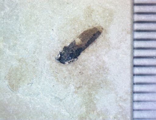 undet. Hexapoda