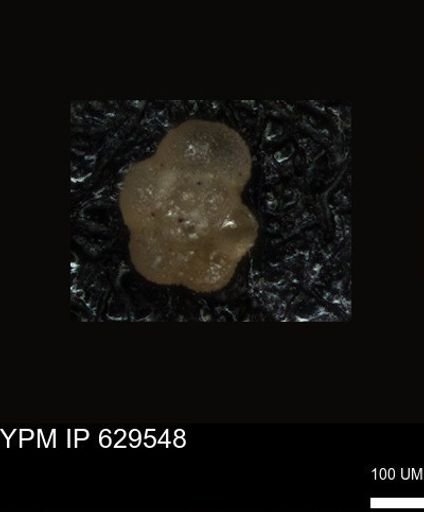 undet. Foraminiferida