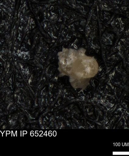 undet. Foraminiferida