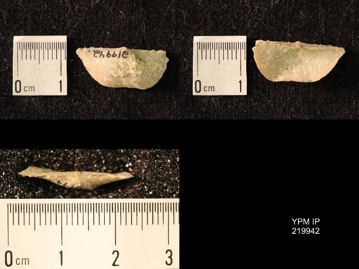 Chonetes granulifer transversalis