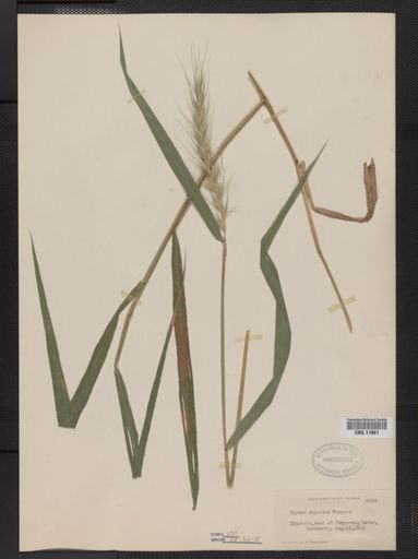 Elymus riparius
