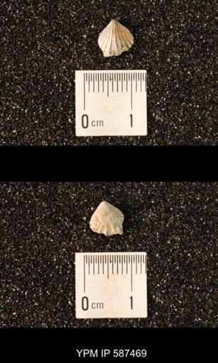 Camarotoechia whitei
