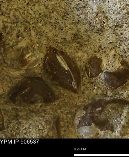 Corbulamella?