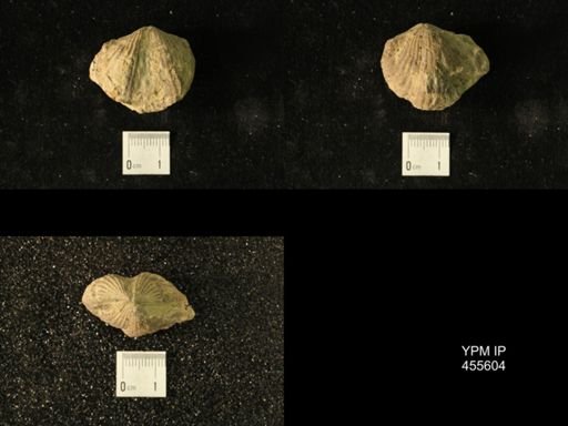 Platystrophia ponderosa