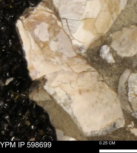 Baculites sp.