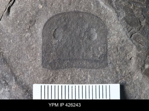 Eurypterus sp.