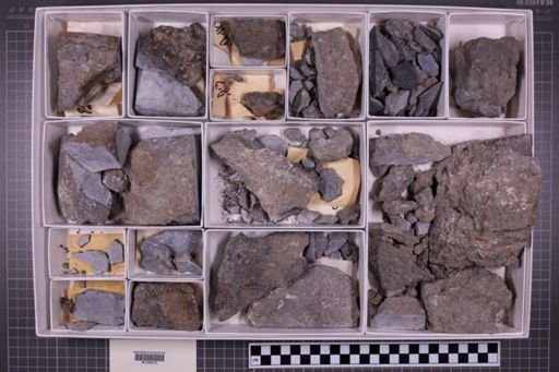 mixed taxa, stratigraphic collection