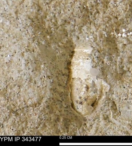 undet. Mollusca