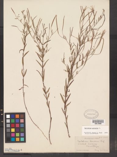 Epilobium palustre