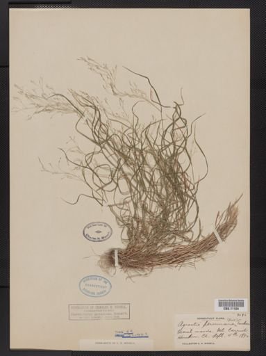 Agrostis perennans