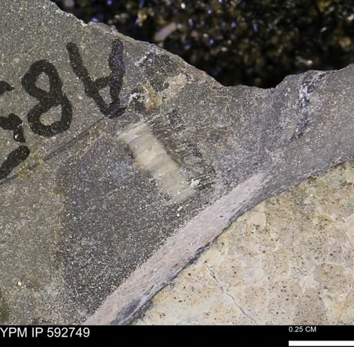Inoceramus cuneatus