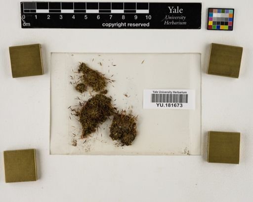 Plantae