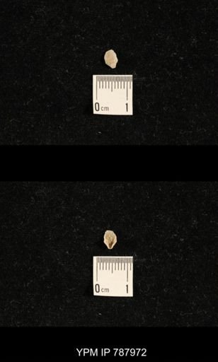Brachiopoda