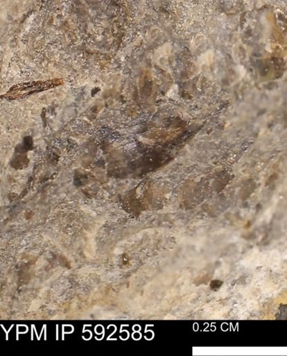 undet. Mollusca
