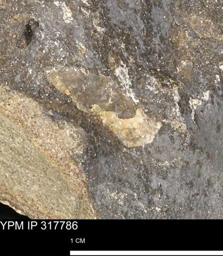 undet. Mollusca