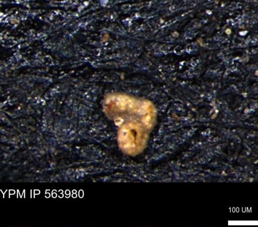 undet. Foraminiferida