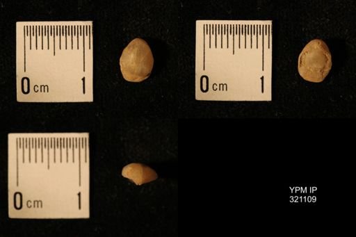 Dielasma breviplicatum