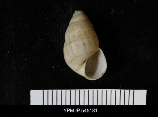 Chondropoma sp.