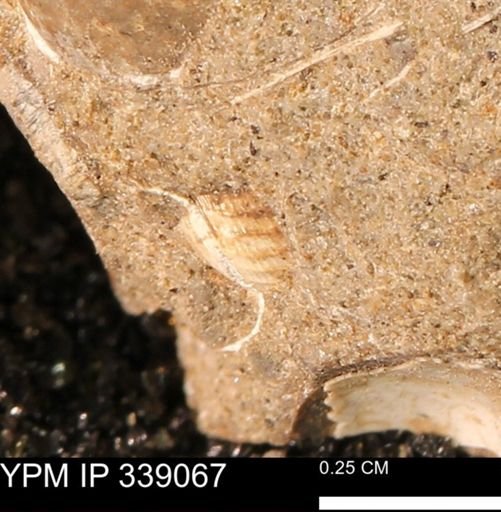 undet. Gastropoda