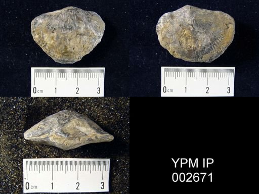 Atrypa reticularis