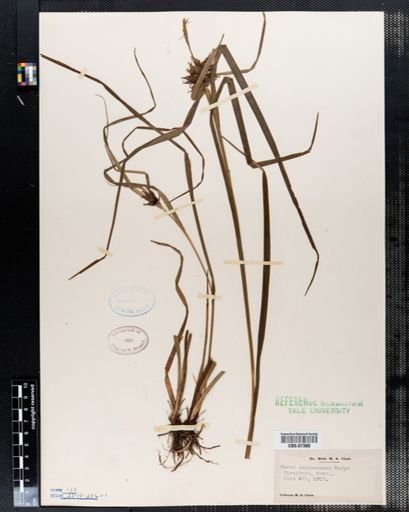 Carex intumescens