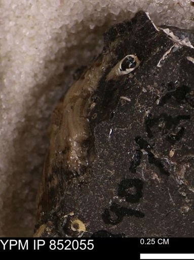 undet. Scaphopoda