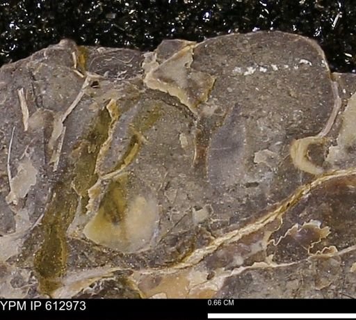 undet. Mollusca
