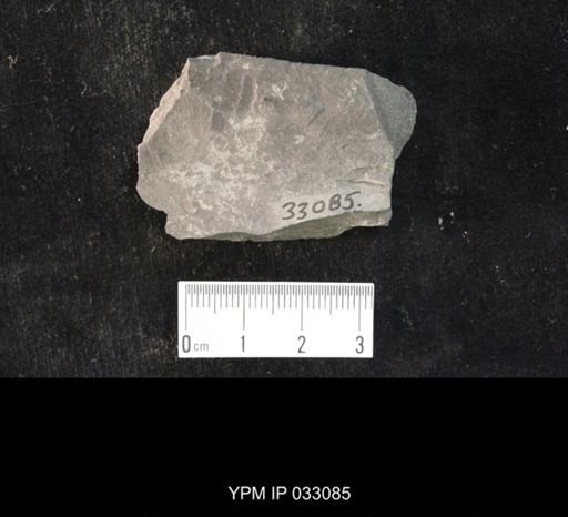 Mormolucoides articulatus