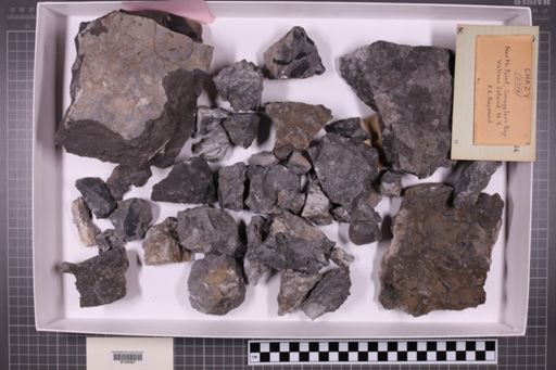 mixed taxa, stratigraphic collection