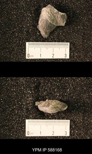 Pentamerella arata