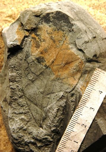 Hufelandia portoricensis