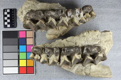 Brontotherium?