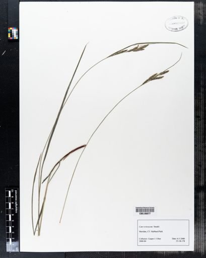 Carex virescens