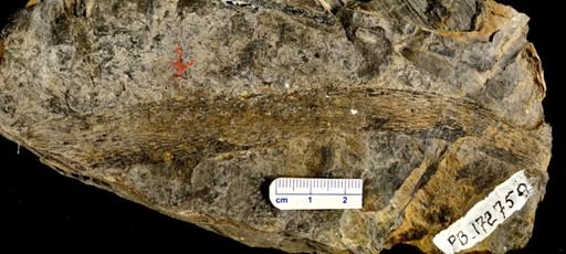 Lepidodendron sp.