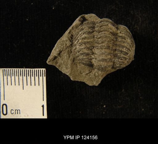 Phacops rana