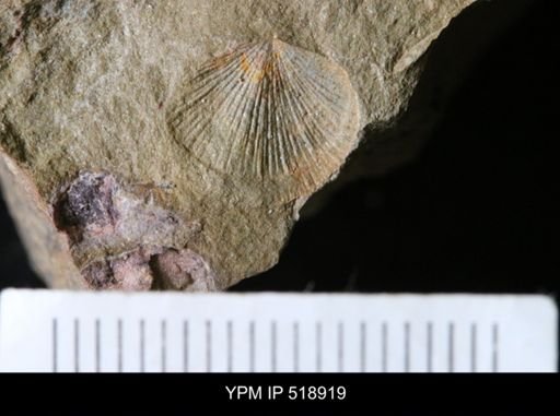 Tarfaya marocana