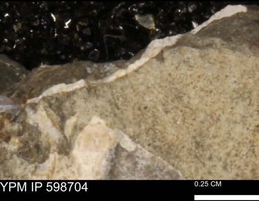 Mollusca