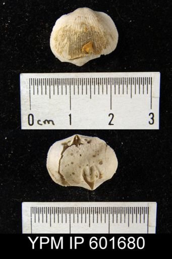 Doleroides sp.