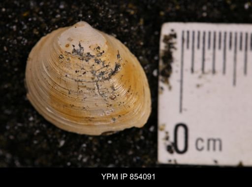 Limopsis striatopunctatus
