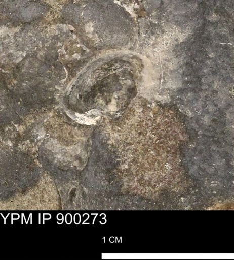 Anomia gryphorhyncha