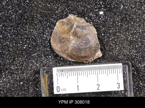 Inoceramus sp.
