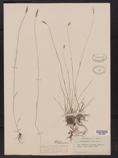 Anthoxanthum odoratum