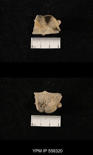 Paucispinifera quadrata