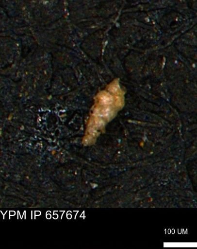 Verneuilinoides kansasensis