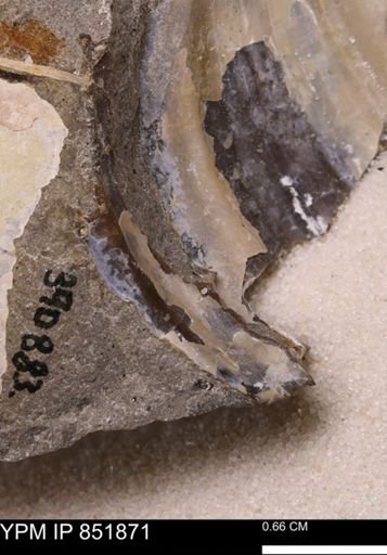 Inoceramus sp.