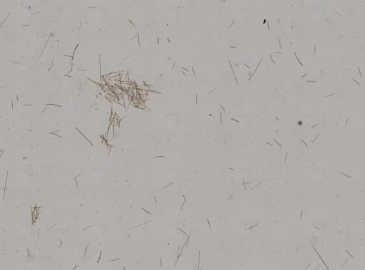 Clionidae