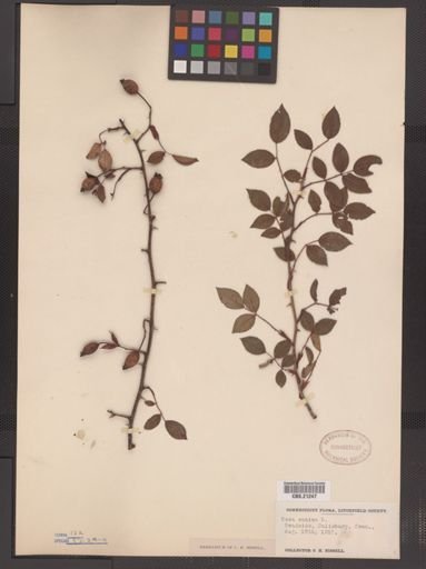 Rosa canina